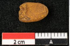 Foto (Detailansicht) von Carpolithes amaranthaceus Ettingshausen (NHMW-GEO-2024-0188-10386)